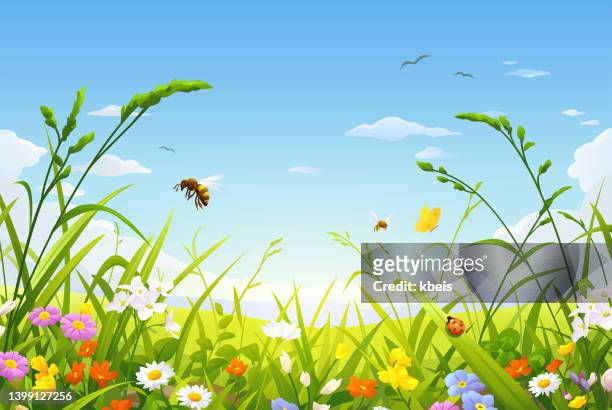 illustrazioni stock, clip art, cartoni animati e icone di tendenza di bellissimo prato estivo con erbe, api e fiori - fiore di campo