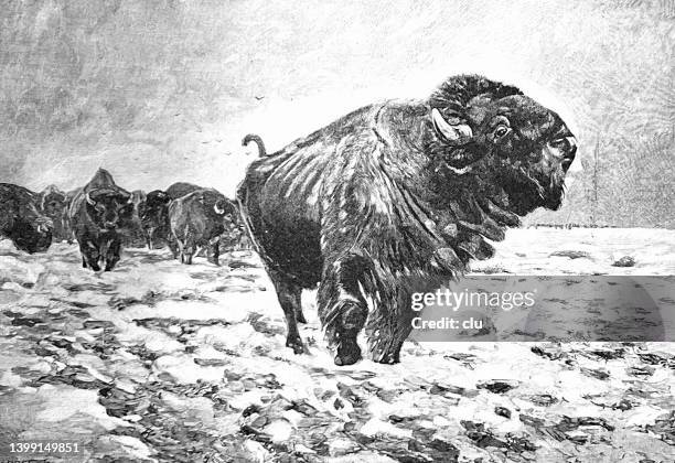 american bison herd - bison stock illustrations