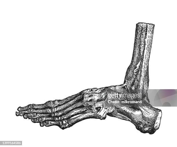 old engraved illustration of human ligaments - ligaments of the left foot - human foot anatomy stock pictures, royalty-free photos & images
