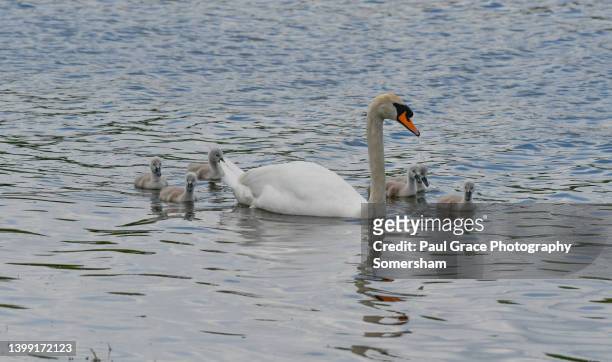 mute swan (cygnus olor) and cygnets. - mute swan stock pictures, royalty-free photos & images