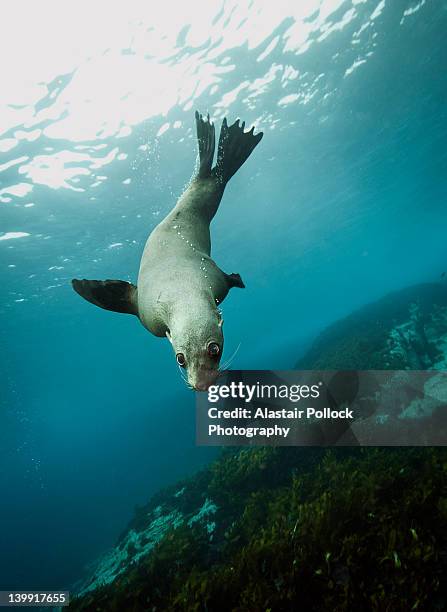 australian fur seal - cape fur seal stock pictures, royalty-free photos & images