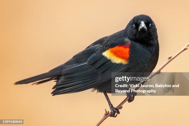 bold stare of red winged blackbird against gold background in pennsylvania - rotschulterstärling stock-fotos und bilder