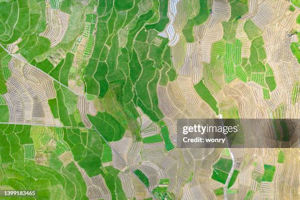 aerial view of rice fields in china - paddy field stock pictures, royalty-free photos & images