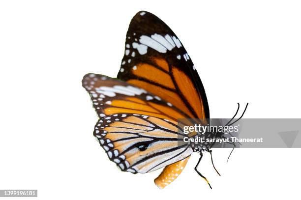 butterfly on a white background isolate - butterfly macro stock pictures, royalty-free photos & images