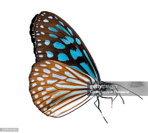 butterfly on a white background isolate - butterfly - fotografias e filmes do acervo