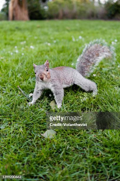 funny surprised squirrel outdoors in hyde park, london - gray squirrel foto e immagini stock
