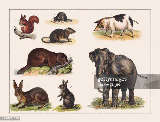 illustrazioni stock, clip art, cartoni animati e icone di tendenza di vari mammiferi, cromolitografia, pubblicato nel 1891 - coniglio animale