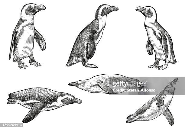 276 Penguin Drawing Photos and Premium High Res Pictures - Getty Images
