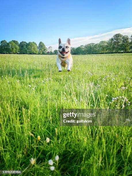 chien courant sur un champ de fleurs sauvages - prairie dog photos et images de collection