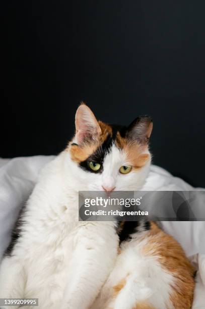 a close up portrait of a cat looking at the camera on the bed - cats on the bed photos et images de collection