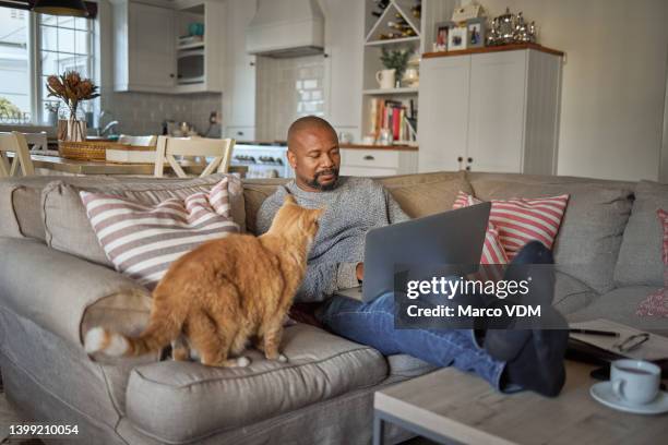 a mature man using a laptop on the sofa at home next to his cat. guy sitting and relaxing on the couch and working online with a computer - mature men computer stock pictures, royalty-free photos & images