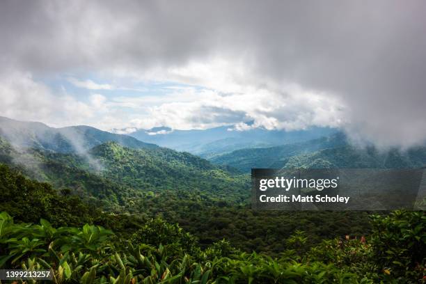 monteverde cloud forest, costa rica - monteverde stock pictures, royalty-free photos & images