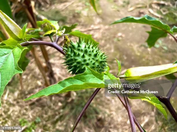 yellow green grasshopper takes a rest on poisonous jimson weed plant - angels trumpet stock-fotos und bilder