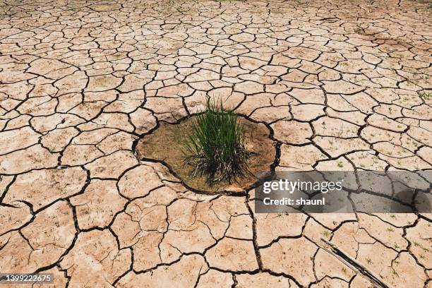 cultivo de plantas en el lecho seco del río - riverbed fotografías e imágenes de stock