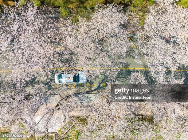 spring gyeongju street with white cherry blossom - 桜並木 ストックフォトと画像