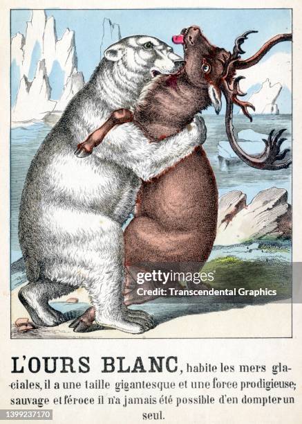 924 Savage Animal Photos and Premium High Res Pictures - Getty Images 924 Savage Animal Photos and Premium High Res Pictures - Getty Images