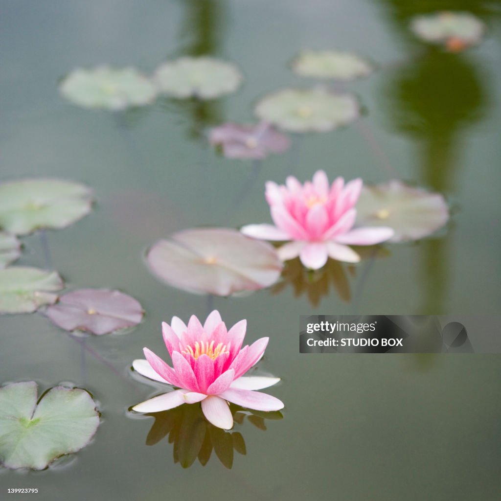 Water lily, Isola Bella Island