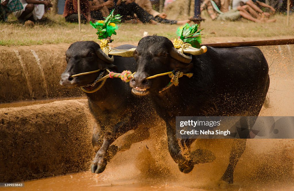 Racing buffaloes