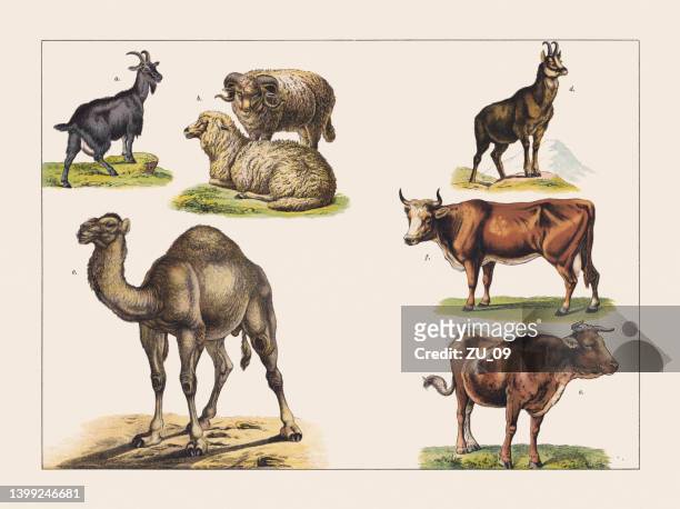 various mammals, chromolithograph, published in 1891 - engraved images farm stock illustrations