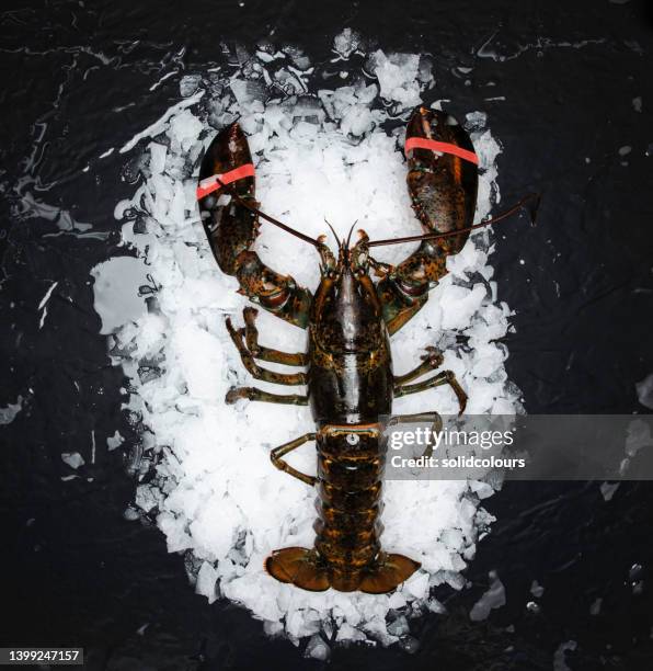 raw lobster - lobster seafood stock pictures, royalty-free photos & images