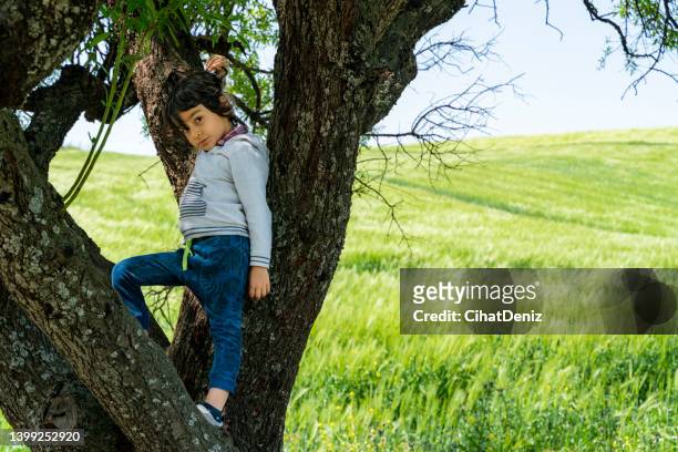 buğday tarlasında bulunan badem ağacına tırmanan erkek çocuk - almond branch stock pictures, royalty-free photos & images