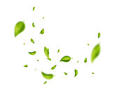Flying green leaf. Organic cosmetic pattern. Fresh tea wind background. Vegan, eco, bio design element. Leaves vortex falling. Wave foliage ornament. Beauty product. Spring tree. Vector illustration
