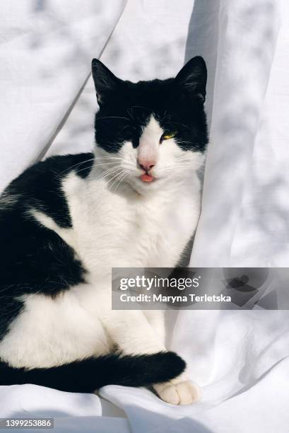 a black and white cat sits and washes funny. pet care. stylish cat portrait. - black and white cat foto e immagini stock