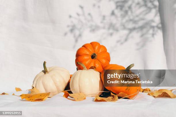 stylish minimalistic composition with small pumpkins on a white fabric. autumn atmosphere. thanksgiving. hello, autumn. halloween. festive background. eco. eco-friendly. - fall harvest table stock pictures, royalty-free photos & images