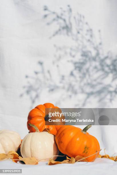 stylish minimalistic composition with small pumpkins on a white fabric. autumn atmosphere. thanksgiving. hello, autumn. halloween. festive background. eco. eco-friendly. - autumn decoration 個照片及圖片檔
