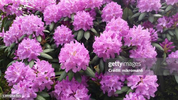 rhododendron flowers - rhododendron stock pictures, royalty-free photos & images