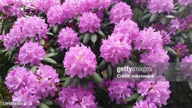 rhododendron flowers - rododendro imagens e fotografias de stock