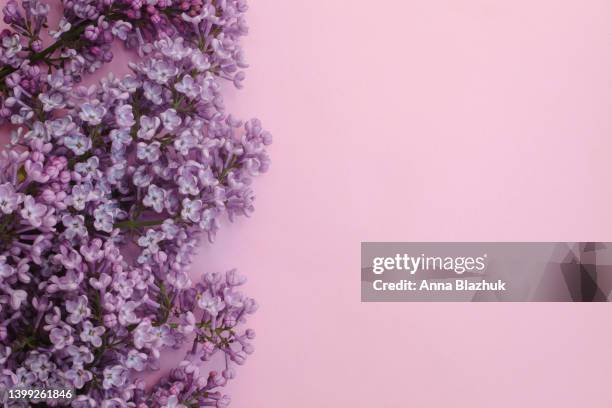 lilac spring purple flowers over pink background. floral backdrop with copy space. - purple lilac stock pictures, royalty-free photos & images