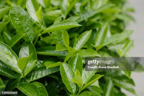 vibrant green leaves of bay tree close-up. green botanical background. - laurier stockfoto's en -beelden