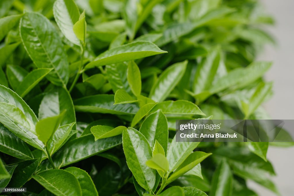 Vibrant green leaves of bay tree close-up. Green botanical background.