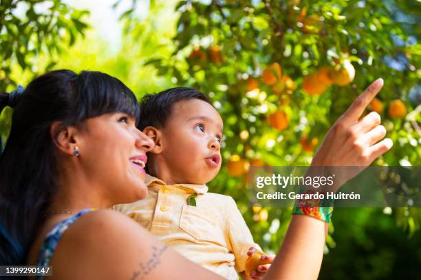 mother and son collecting peaches from their private garden. - peach orchard stock pictures, royalty-free photos & images