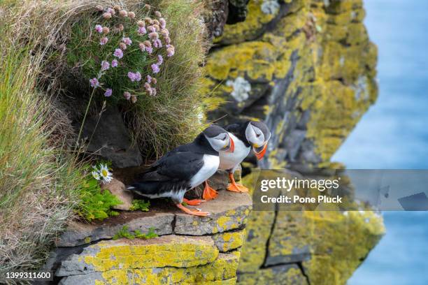 atlantic puffin bird, species of seabird in the auk family. iceland - june stock pictures, royalty-free photos & images