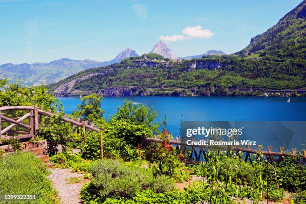 lake uri seen from ruetli - lake lucerne stock pictures, royalty-free photos & images