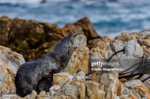 baby otaria - baby seal bildbanksfoton och bilder
