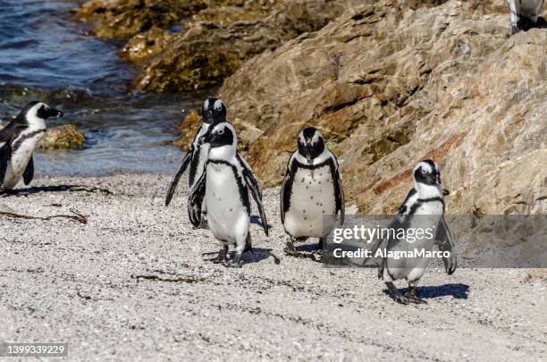 stony point penguin colony 2 - jackass penguin stock pictures, royalty-free photos & images