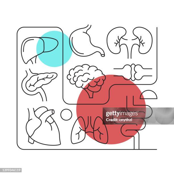 human organs and anatomy related vector banner design concept, modern line style with icons - thyroid stock illustrations