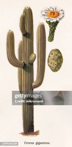 old chromolithograph illustration of botany, saguaro (carnegiea gigantea, cereus giganteus) - cactus stock pictures, royalty-free photos & images