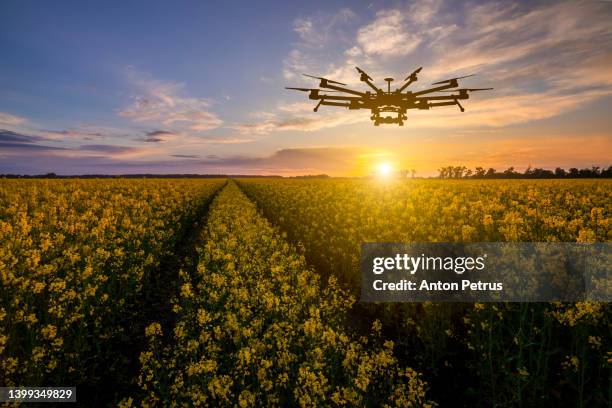 agricultural drone at sunset on a rapeseed field. innovation in agriculture - agricultural activity stock-fotos und bilder