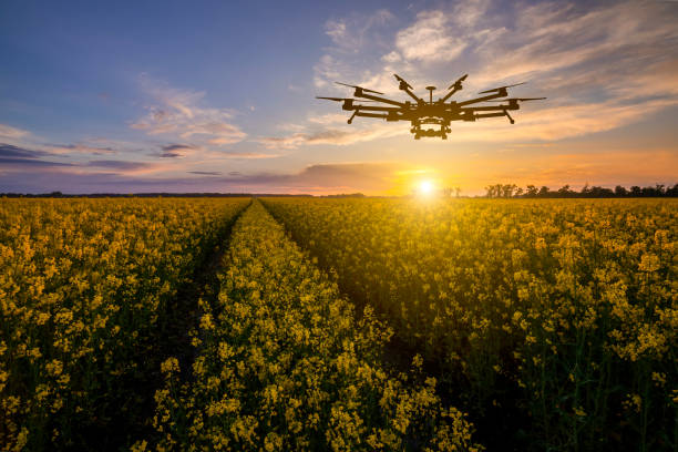 agricultural drone at sunset on a rapeseed field innovation in agriculture