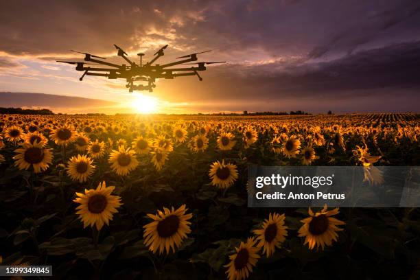 agricultural drone at sunset on a sunflower field. innovation in agriculture - field stubble stock pictures, royalty-free photos & images