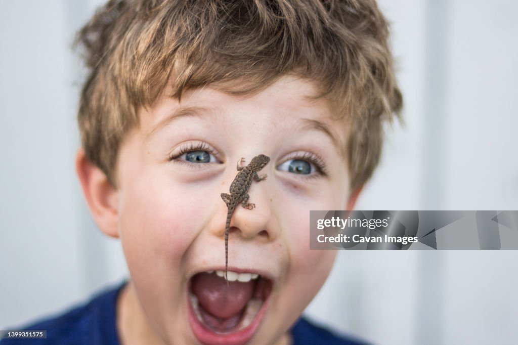 Astonished toddler boy with Sagebrush lizard on nose in Chico, California.