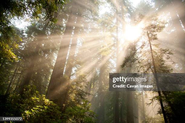 redwood forest - floresta de sequoias - fotografias e filmes do acervo