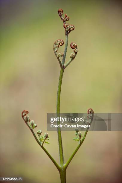 a fern begins to unravel during spring. - north vancouver stock pictures, royalty-free photos & images