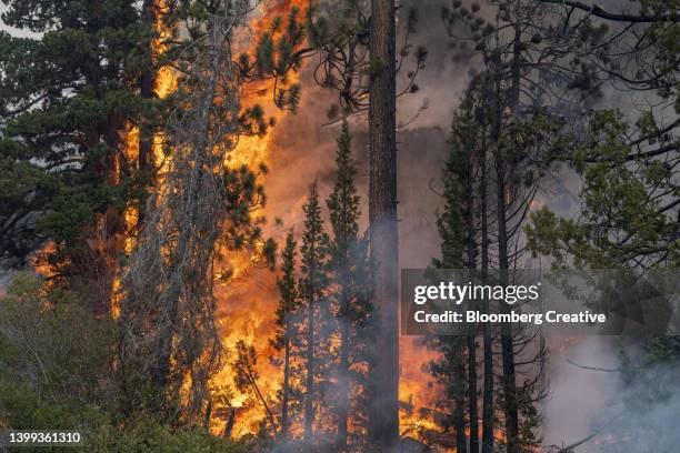 a forest in flames - forest fire stockfoto's en -beelden