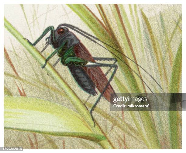 old chromolithograph of entomology - katydids or bush crickets ( - grasshopper nymph stock pictures, royalty-free photos & images