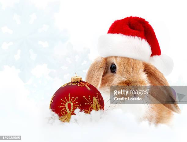 small rabbit wearing santa hat against winter background - kerstmuts stockfoto's en -beelden